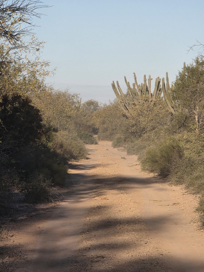 CAMPO EN VENTA A 20 KM CNIA. DORA-SGO  DEL ESTERO S/RUTA N. 34 - 947 HAS  