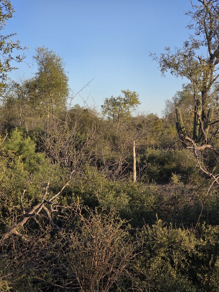 CAMPO EN VENTA A 20 KM CNIA. DORA-SGO  DEL ESTERO S/RUTA N. 34 - 947 HAS  
