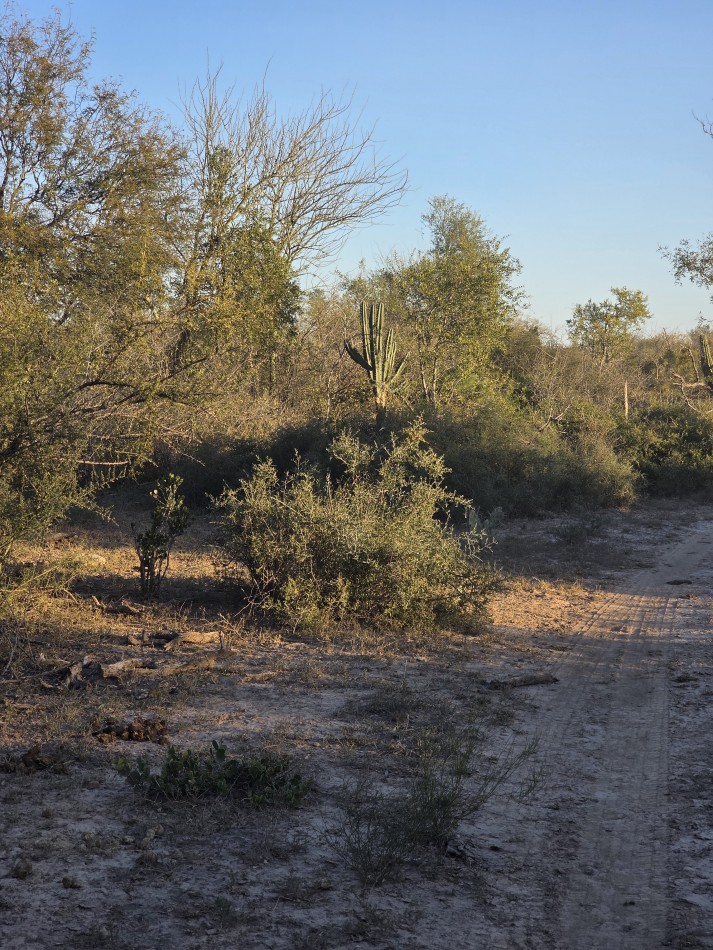 CAMPO EN VENTA A 20 KM CNIA. DORA-SGO  DEL ESTERO S/RUTA N. 34 - 947 HAS  