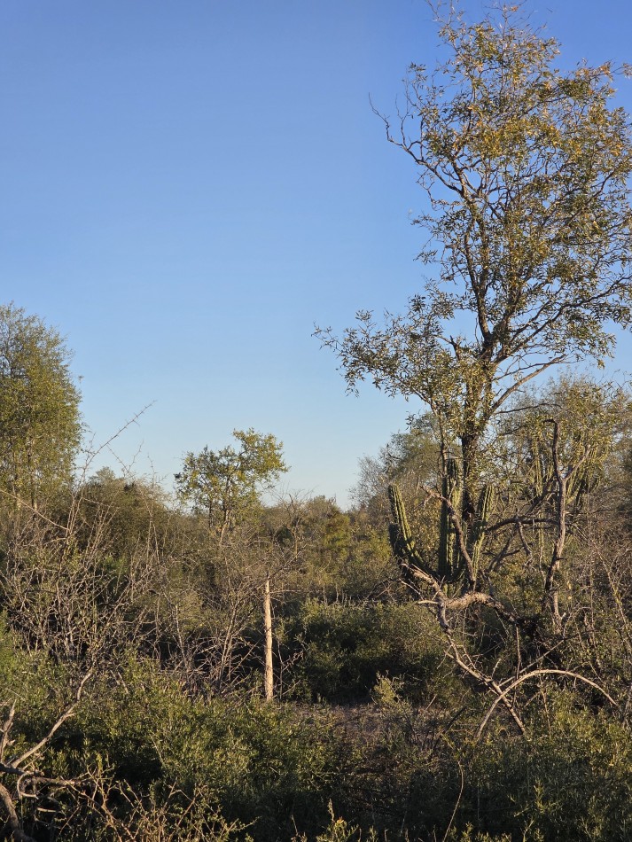 CAMPO EN VENTA A 20 KM CNIA. DORA-SGO  DEL ESTERO S/RUTA N. 34 - 947 HAS  