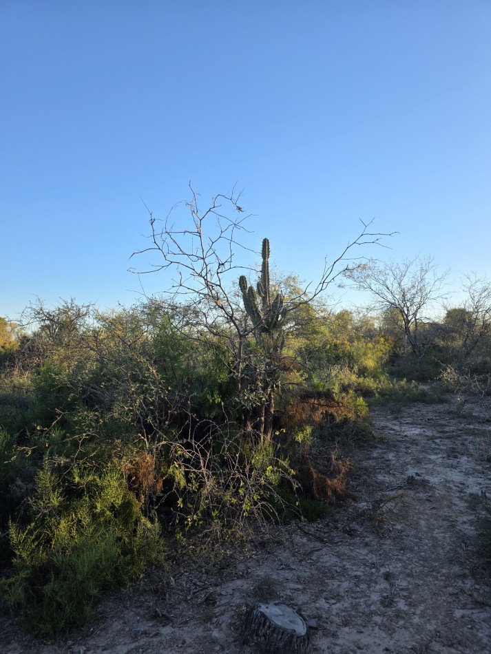CAMPO EN VENTA A 20 KM CNIA. DORA-SGO  DEL ESTERO S/RUTA N. 34 - 947 HAS  