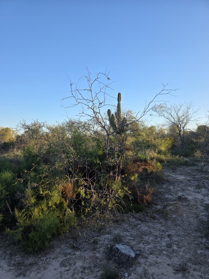CAMPO EN VENTA A 20 KM CNIA. DORA-SGO  DEL ESTERO S/RUTA N. 34 - 947 HAS  