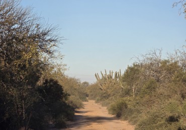 CAMPO EN VENTA A 20 KM CNIA. DORA-SGO  DEL ESTERO S/RUTA N. 34 - 947 HAS  